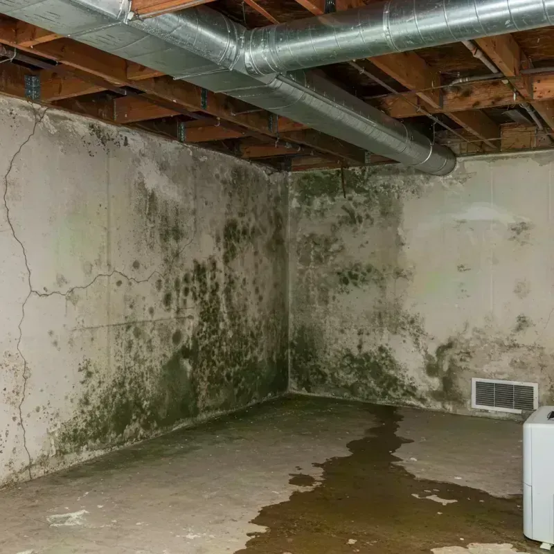 Professional Mold Removal in Troy, IL